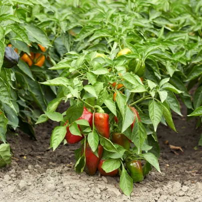 Paprika Bajka - Capsicum annuum - osivo papriky - 20 ks