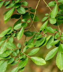 Jilm čínský - Ulmus parvifolia - osivo jilmu - 10 ks