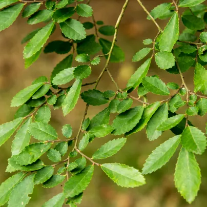 Jilm čínský - Ulmus parvifolia - osivo jilmu - 10 ks