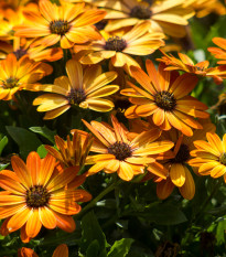 Paprskovka Sunset Shades - Osteospermum - osivo paprskovky - 6 ks