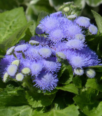 Nestařec Aloha modrý F1 - Ageratum Aloha Blue - osivo nestařce - 20 ks