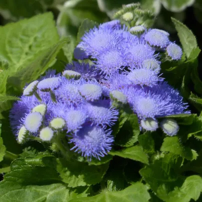 Nestařec Aloha modrý F1 - Ageratum Aloha Blue - osivo nestařce - 20 ks