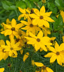 Topinambur - Helianthus tuberosus - prostokořenná sazenice topinamburu - 1 ks