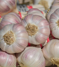 Sadbový česnek Sultop - paličák - Allium sativum - cibulky česneku - 1 balení