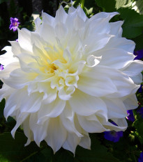 Jiřinka White Perfection - Dahlia - hlízy jiřinek - 1 ks