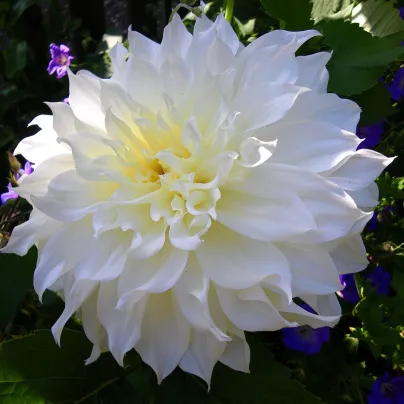 Jiřinka White Perfection - Dahlia - hlízy jiřinek - 1 ks