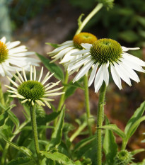 Třapatkovka White Swan - Echinacea purpurea - prostokořenná sazenice třapatkovky - 1 ks