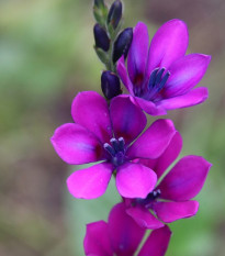 Babiana Kew Hybrids - Babiana stricta - prostokořenná sazenice babiany - 3 ks