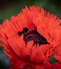 Mák východní Turkenlouis - Papaver orientale - prostokořenná sazenice máku - 1 ks