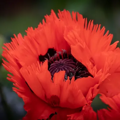 Mák východní Turkenlouis - Papaver orientale - prostokořenná sazenice máku - 1 ks