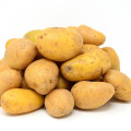 Sadbové brambory Sunshine - Solanum tuberosum - sadba - 5 kg