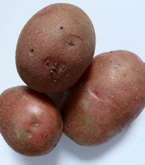 Sadbové brambory Rosara - Solanum tuberosum - červené velmi rané - 5 kg