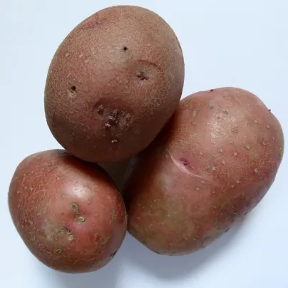 Sadbové brambory Rosara - Solanum tuberosum - červené velmi rané - 5 kg