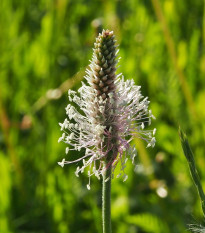 BIO Jitrocel Minutina - Plantago coronopus - bio osivo jitrocele - 500 ks