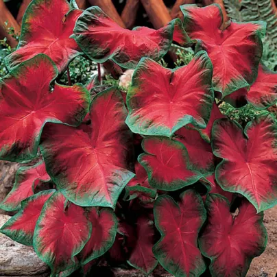 Kaládium Freida Hemple - Caladium bicolor - hlízy kaládia - 1 ks