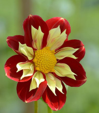 Jiřinka proměnlivá Dandy směs barev - Dahlia variabilis - osivo jiřinky - 14 ks