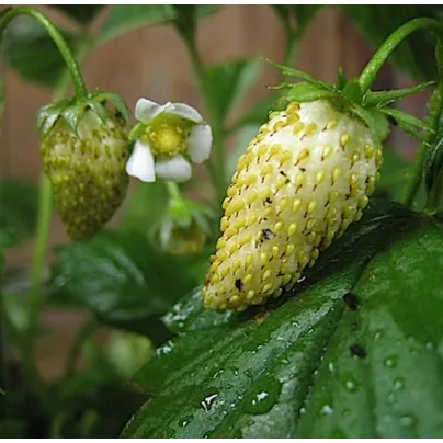 Jahodník měsíční Tubby White - Fragaria vesca - osivo jahodníku - 15 ks