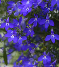 Lobelka nízká Riviera Marine Blue - Lobelia erinus - osivo lobelky - 0,1 g