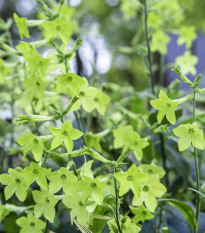 Tabák okrasný Perfume Lime F1 - Nicotiana sanderae - osivo tabáku - 50 ks