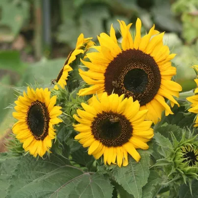 Slunečnice Mezzulah - Helianthus annuus - osivo slunečnice - 8 ks