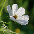 Krásenka Sonata bílá - Cosmos bipinnatus - osivo krásenky - 15 ks