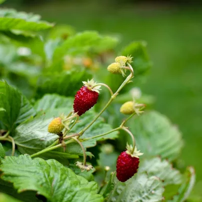 Jahodník měsíční Alexandria - Fragaria vesca - osivo jahodníku - 20 ks