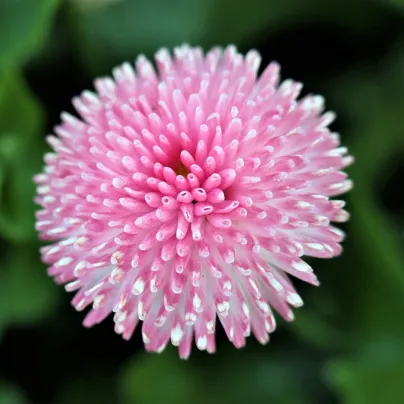 Sedmikráska růžová chudobka Tasso - Bellis perennis - osivo sedmikrásky - 50 ks