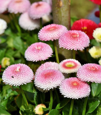 Sedmikráska růžová chudobka Tasso - Bellis perennis - osivo sedmikrásky - 50 ks