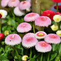 Sedmikráska růžová chudobka Tasso - Bellis perennis - osivo sedmikrásky - 50 ks