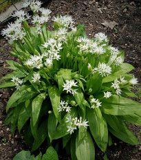 Česnek medvědí - Allium ursinum - osivo medvědího česneku - 7 ks