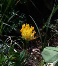 Úročník bolhoj - Anthyllis vulneraria - osivo úročníku - 30 ks