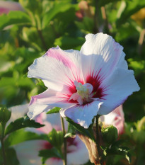 Ibišek syrský bílý - Hibiscus syriacus - osivo ibišku - 12 ks