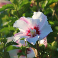 Ibišek syrský bílý - Hibiscus syriacus - osivo ibišku - 12 ks