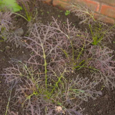 Rukola divoká červená Agano - Brassica juncea - osivo rukoly - 150 ks