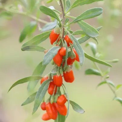 Kustovnice čínská - Goji - Lycium chinense - osivo kustovnice - 5 ks