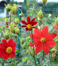 Jiřinka proměnlivá Mignon směs barev - Dahlia variabilis - osivo jiřinky - 20 ks