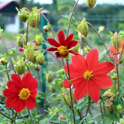 Jiřinka proměnlivá Mignon směs barev - Dahlia variabilis - osivo jiřinky - 20 ks