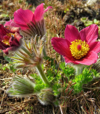 Koniklec obecný Rote Glock - Pulsatilla vulgaris - osivo koniklece - 10 ks