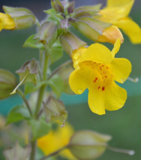 Kejklířka žlutá - Mimulus luteus - osivo kejklířky - 200 ks