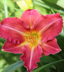 Denivka červená - Hemerocallis Red Magic - hlízy denivky - 1 ks