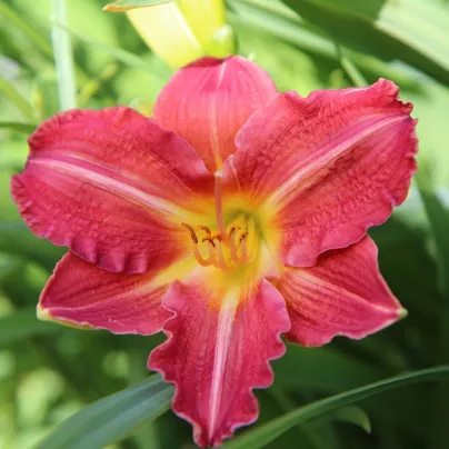 Denivka červená - Hemerocallis Red Magic - hlízy denivky - 1 ks