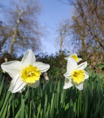 Narcis Pueblo - Narcissus - cibule narcisů - 3 ks