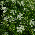 Kerblík setý - Anthriscus cerefolium - osivo kerblíku - 250 ks