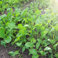 Choi Sum Fuubi - Brassica parachinensis - osivo choi sum - 100 ks