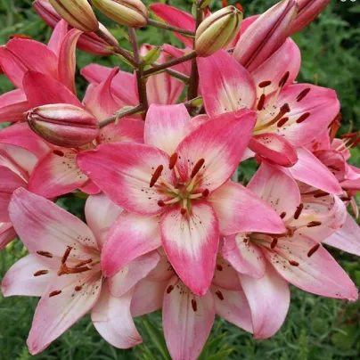 Lilie Rosellas Dream - Lilium - cibule lilií - 1 ks