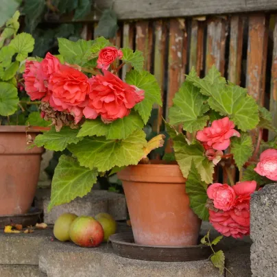 Begonie červená třepenitá - Begonia fimbriata - hlízy begónií - 2 ks