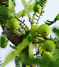 Indický Angrešt - Phyllanthus emblica - osivo indického angreštu - 8 ks