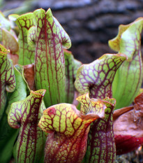 Špirlice nachová - Sarracenia purpurea - osivo špirlice - 8 ks