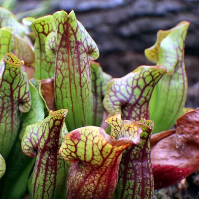 Špirlice nachová - Sarracenia purpurea - osivo špirlice - 8 ks