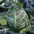 Kapusta raná žlutá - Brassica oleracea - osivo kapusty - 150 ks